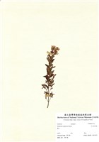 藏品(玉山金絲桃)的圖片